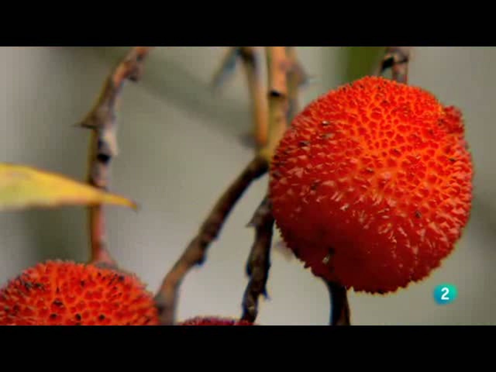 Biodiario (26/10/10)