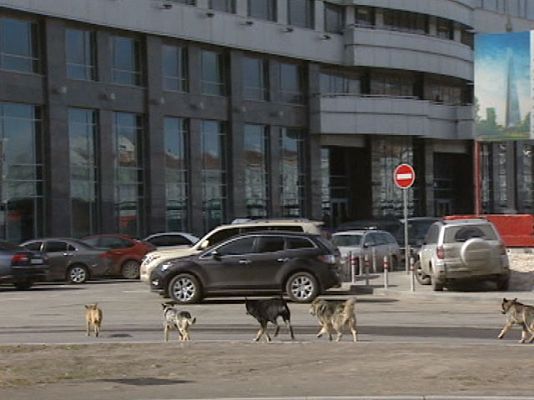 La 2 Noticias - ¿Viene el lobo?