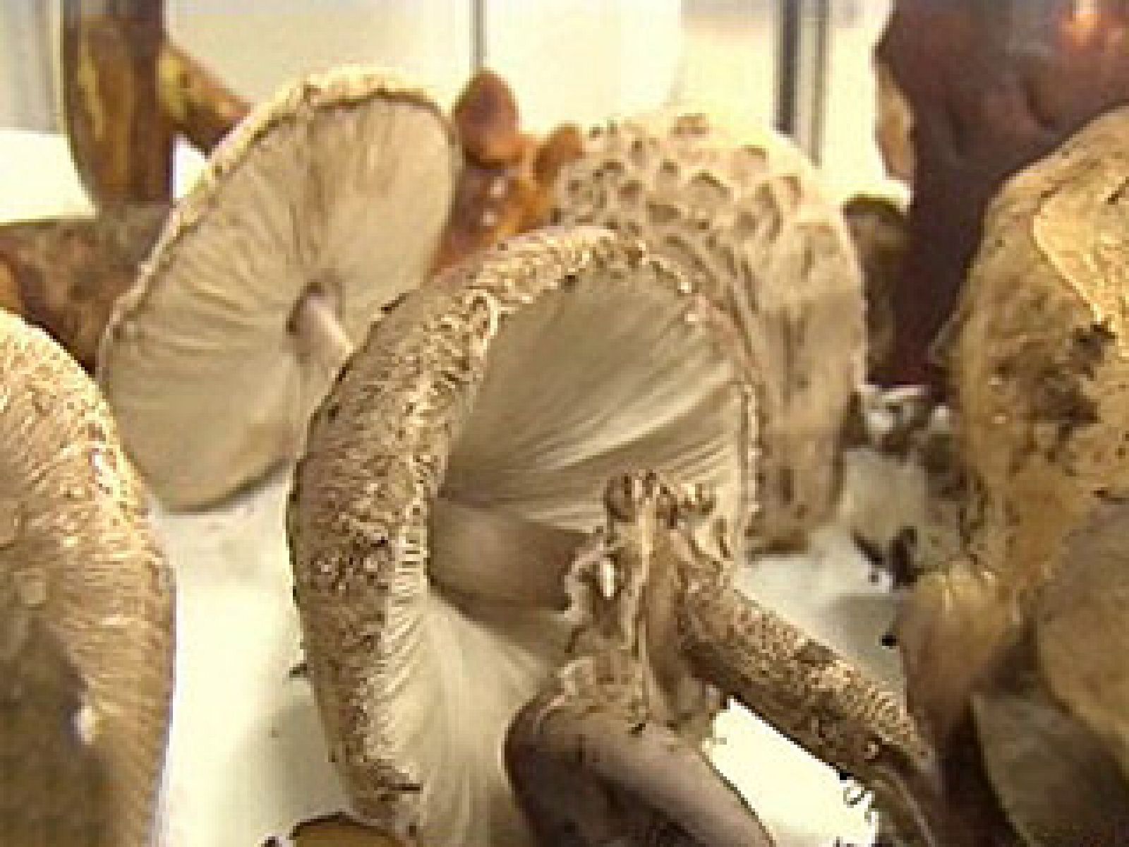 Ojo con las setas venenosas 