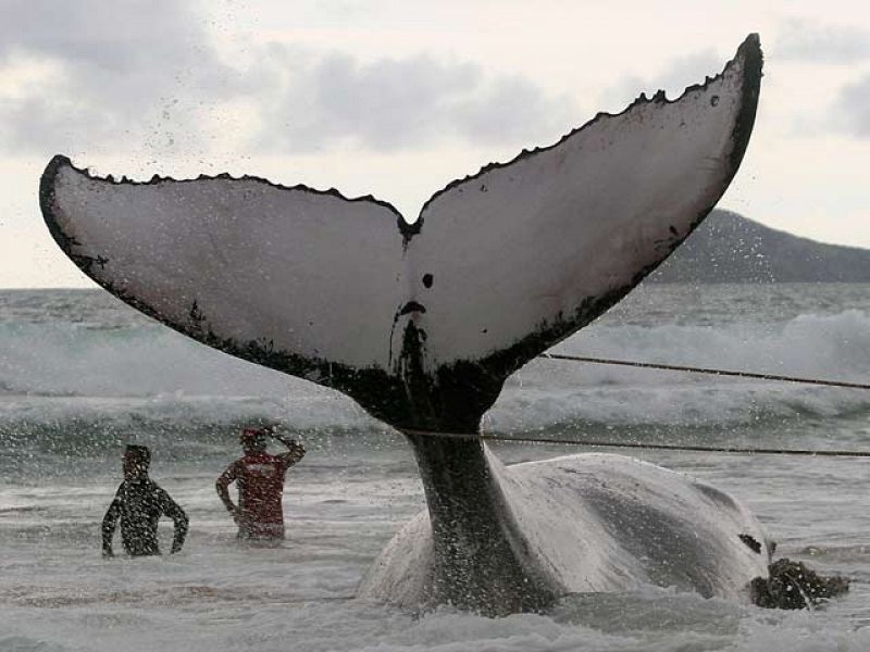 El rescate frustrado de una ballena varada en Brasil