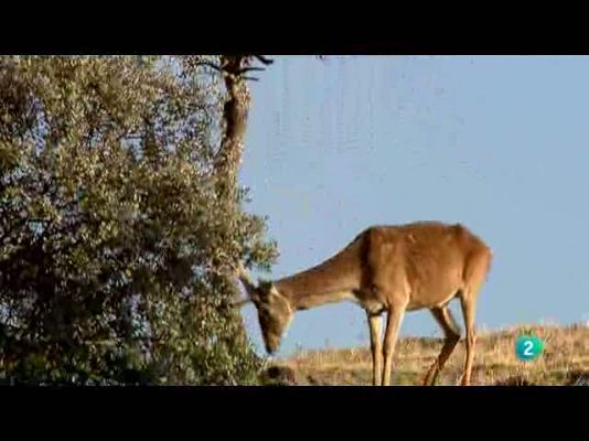 Biodiario - Los ciervos son muy listos