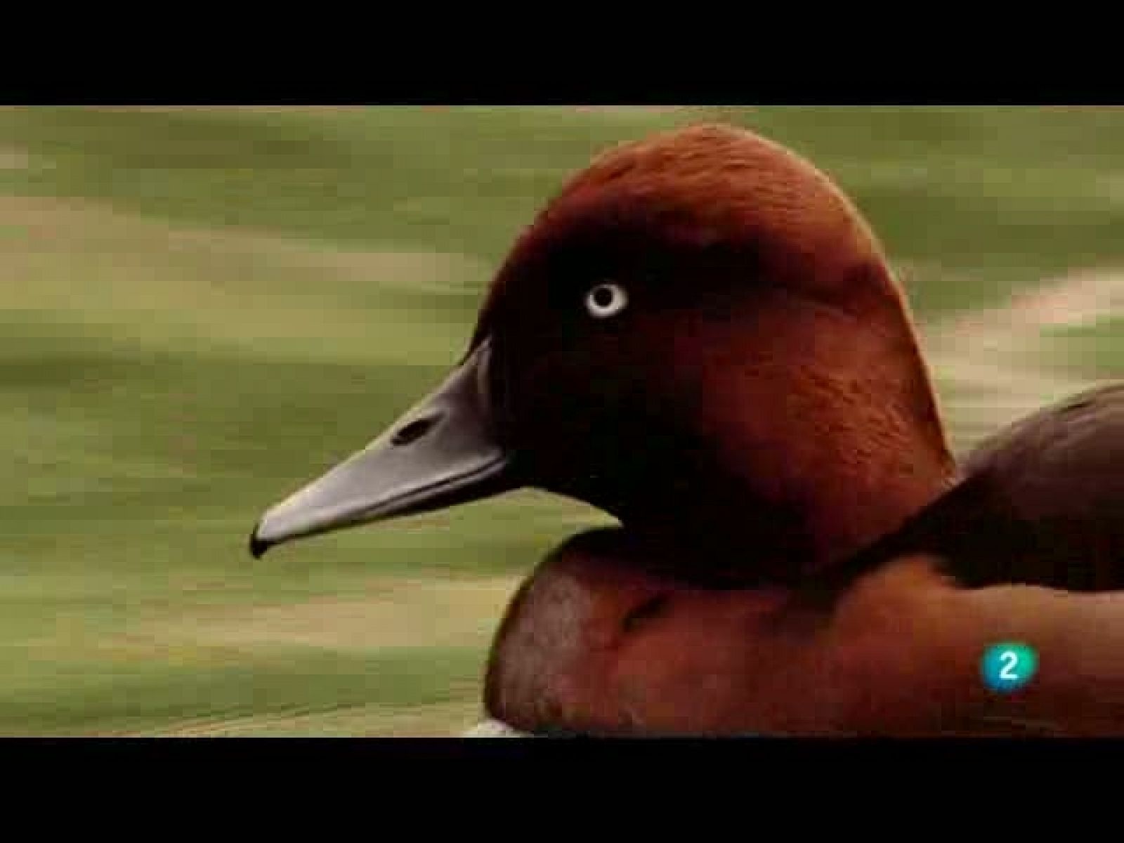 Biodiario: Diseño compacto  (28/10/10)