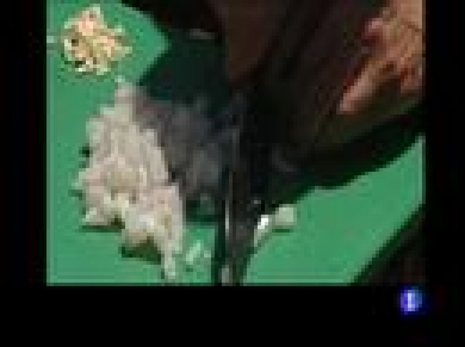 Arroz mixto cremoso con chocos, coquinas y presa ibérica