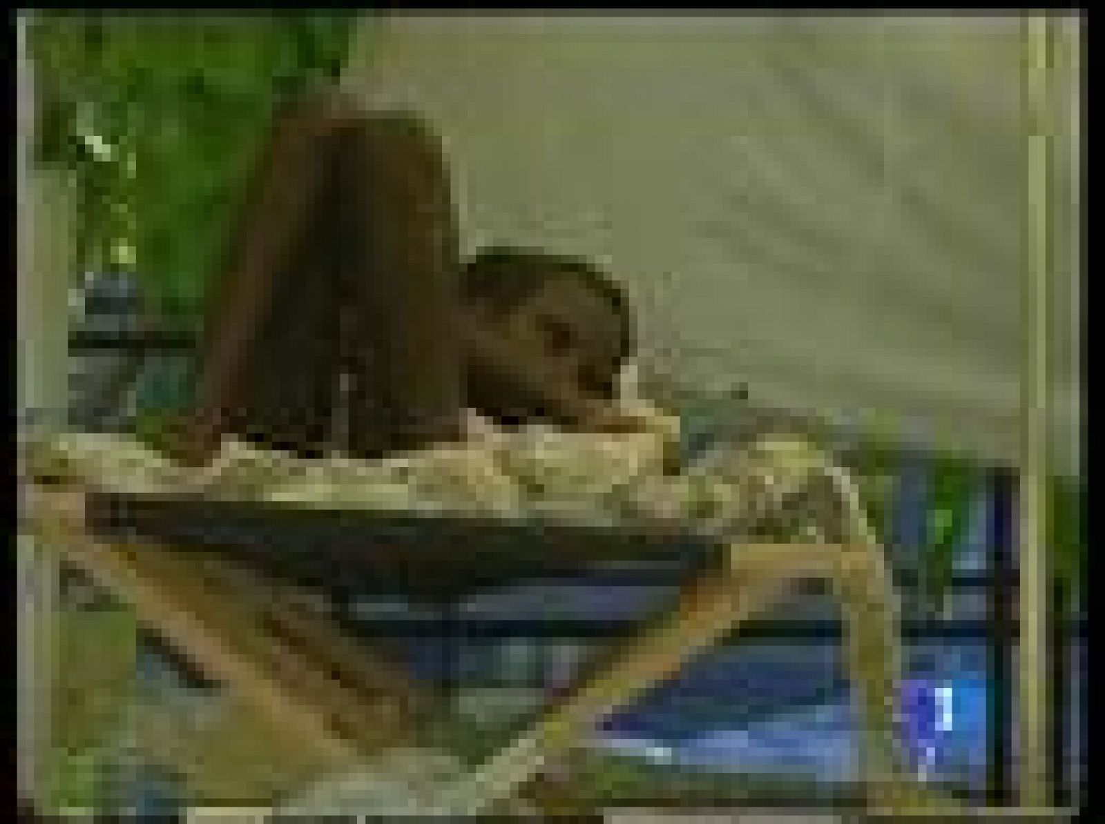 Sin programa: El cólera avanza en Haití | RTVE Play