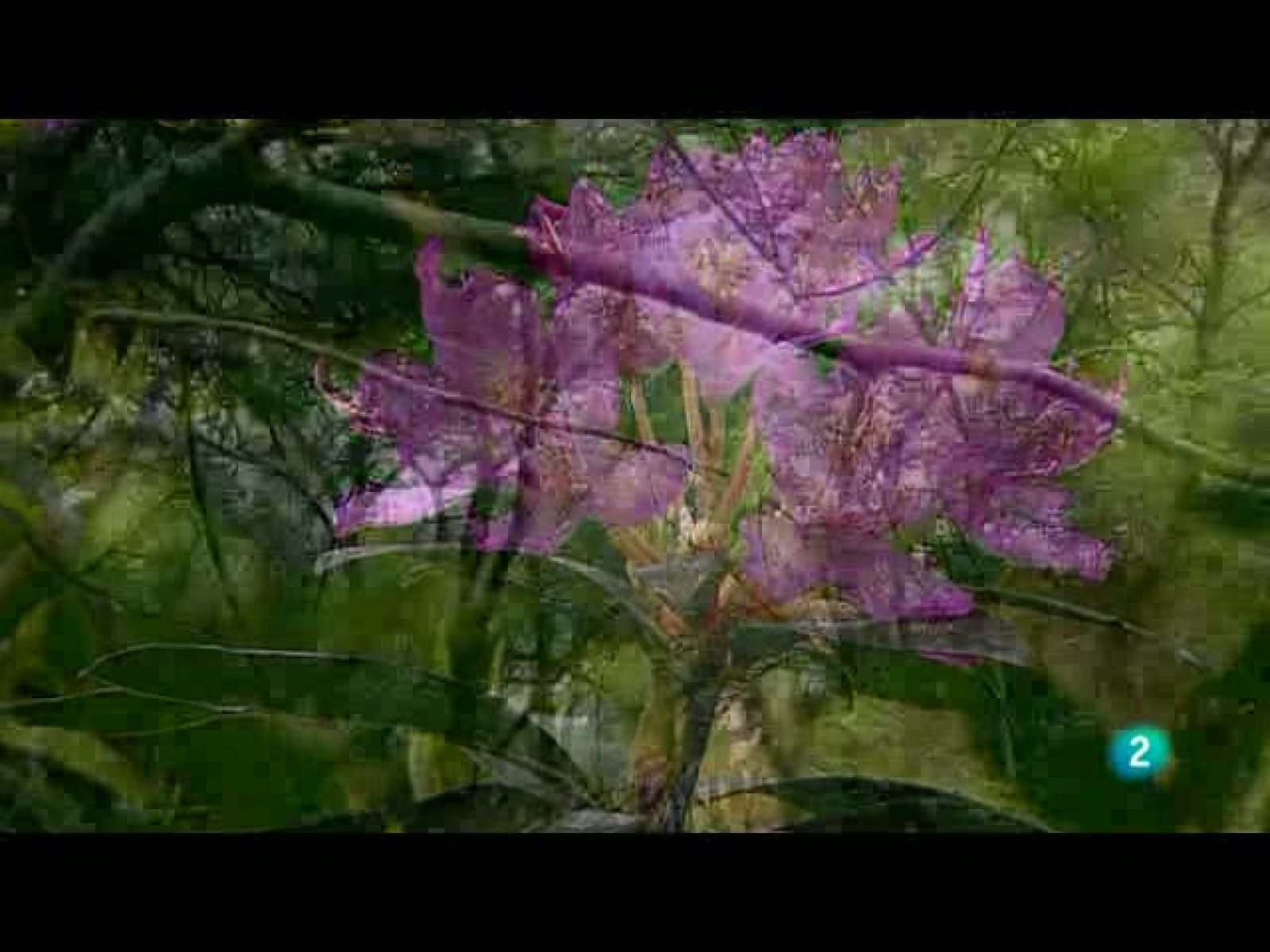 Biodiario: Los canutos del parque nacional de Alcornocales (29/10/10)