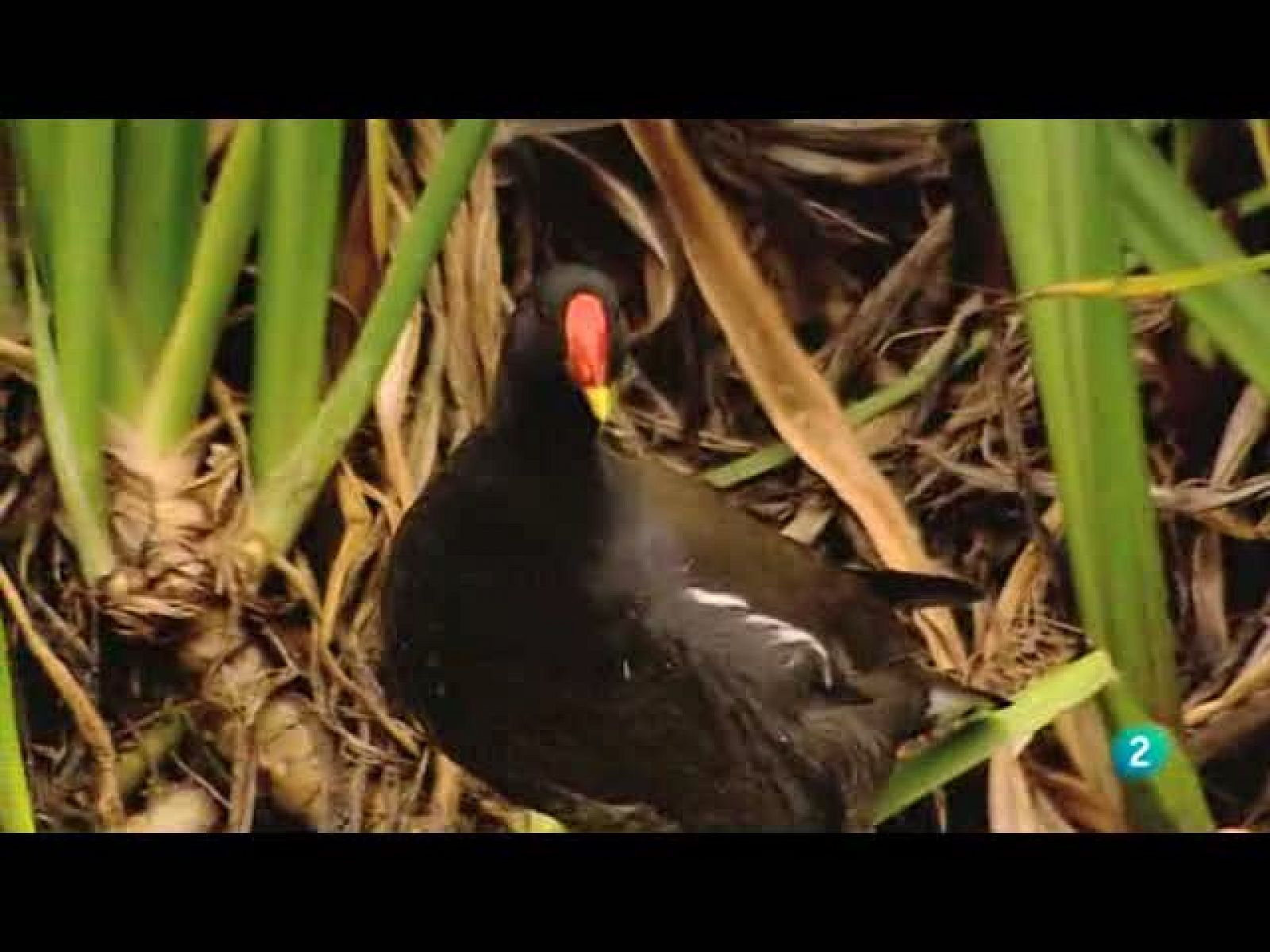 Biodiario - La polla de agua, un ave versátil