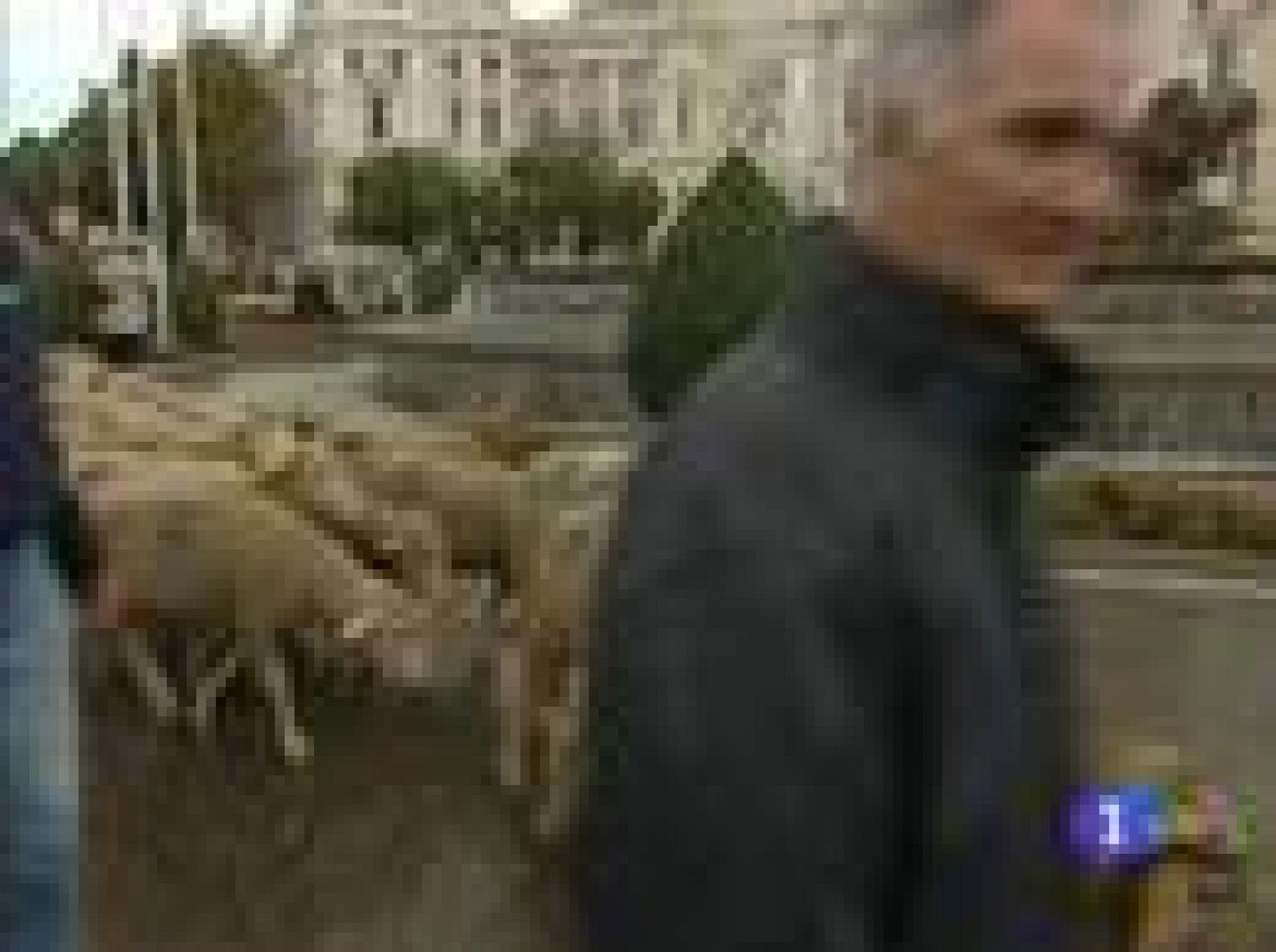 Fiesta de la Trashumancia 2010