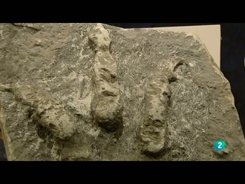 La aventura del saber (01/11/10) 