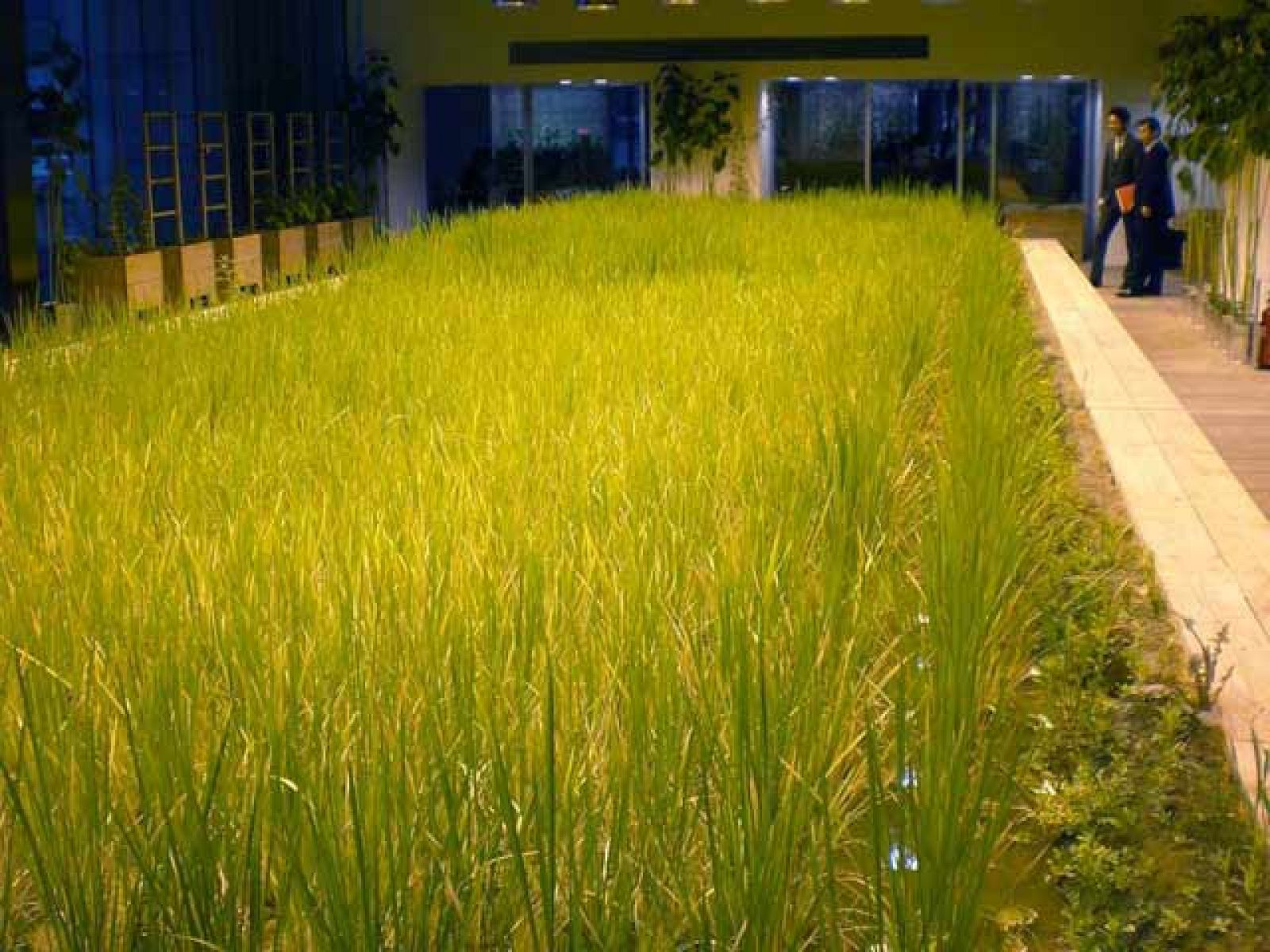 Un arrozal en la oficina | Ver