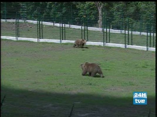 El estrés puede con Paca y Tola