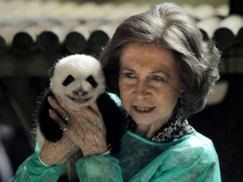 La Reina visita a los pequeños pandas del Zoo de Madrid