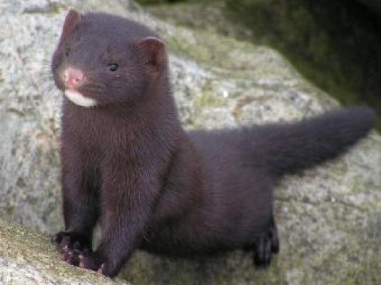 Biodiario - Promo del documental Invasores