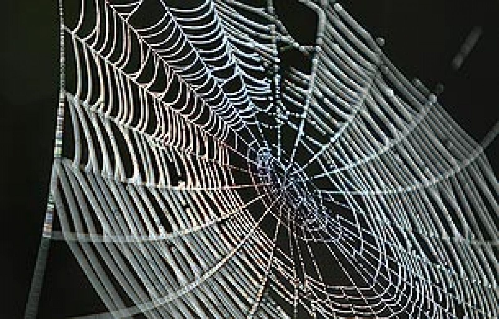 Sólo 50 de las 70.000 especies de arañas son peligrosas