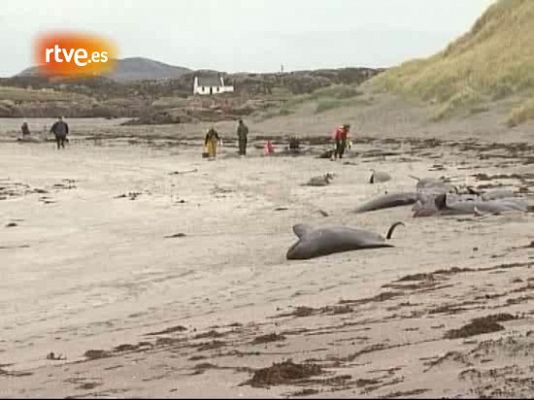 Ballenas muertas en Irlanda