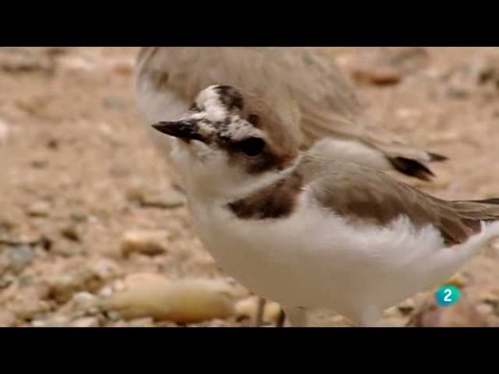 Biodiario: Para los observadores de aves | RTVE Play