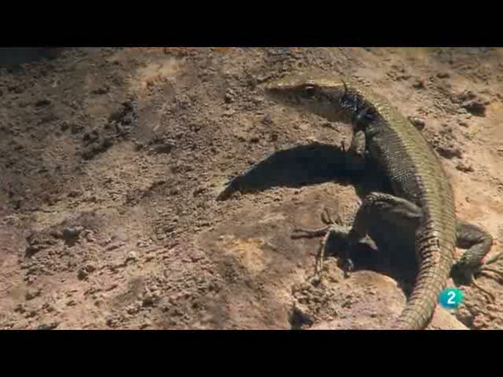 Biodiario: Una lagartija muy especial | RTVE Play