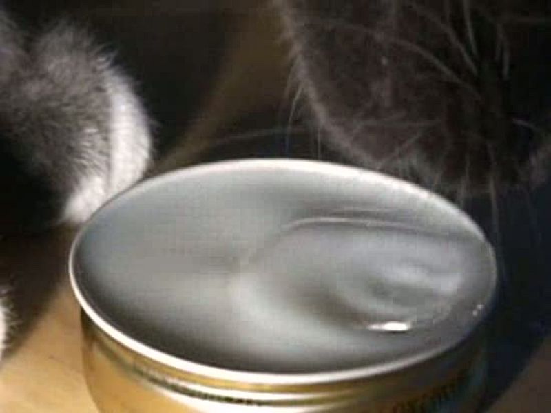 Los gatos son sigilosos, delicados y elegantes, incluso para beber. Mientras que un perro se llena la boca dejando caer sin más la lengua en el cuenco, los gatos utilizan dos fuerzas físicas, la gravedad y la inercia, para beber sólo con la punta de 