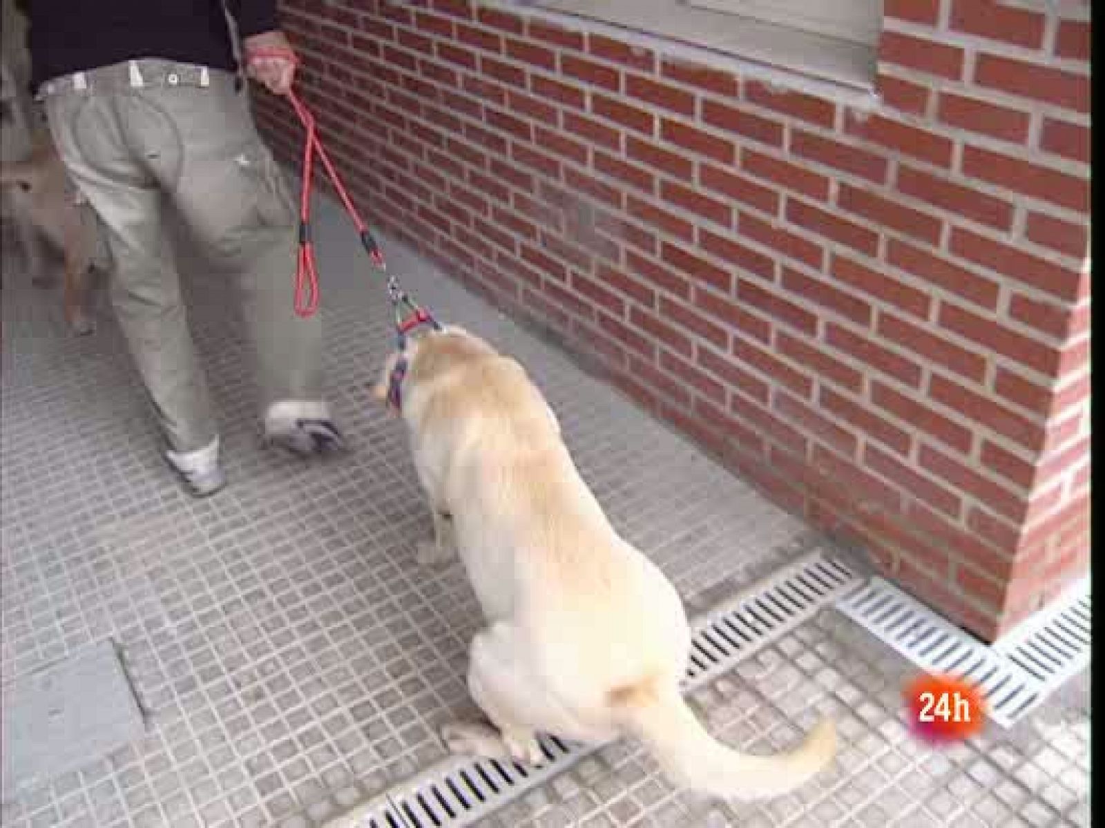 Perros que ayudan a reclusas de la prisión de 'El Dueso', Cantabría