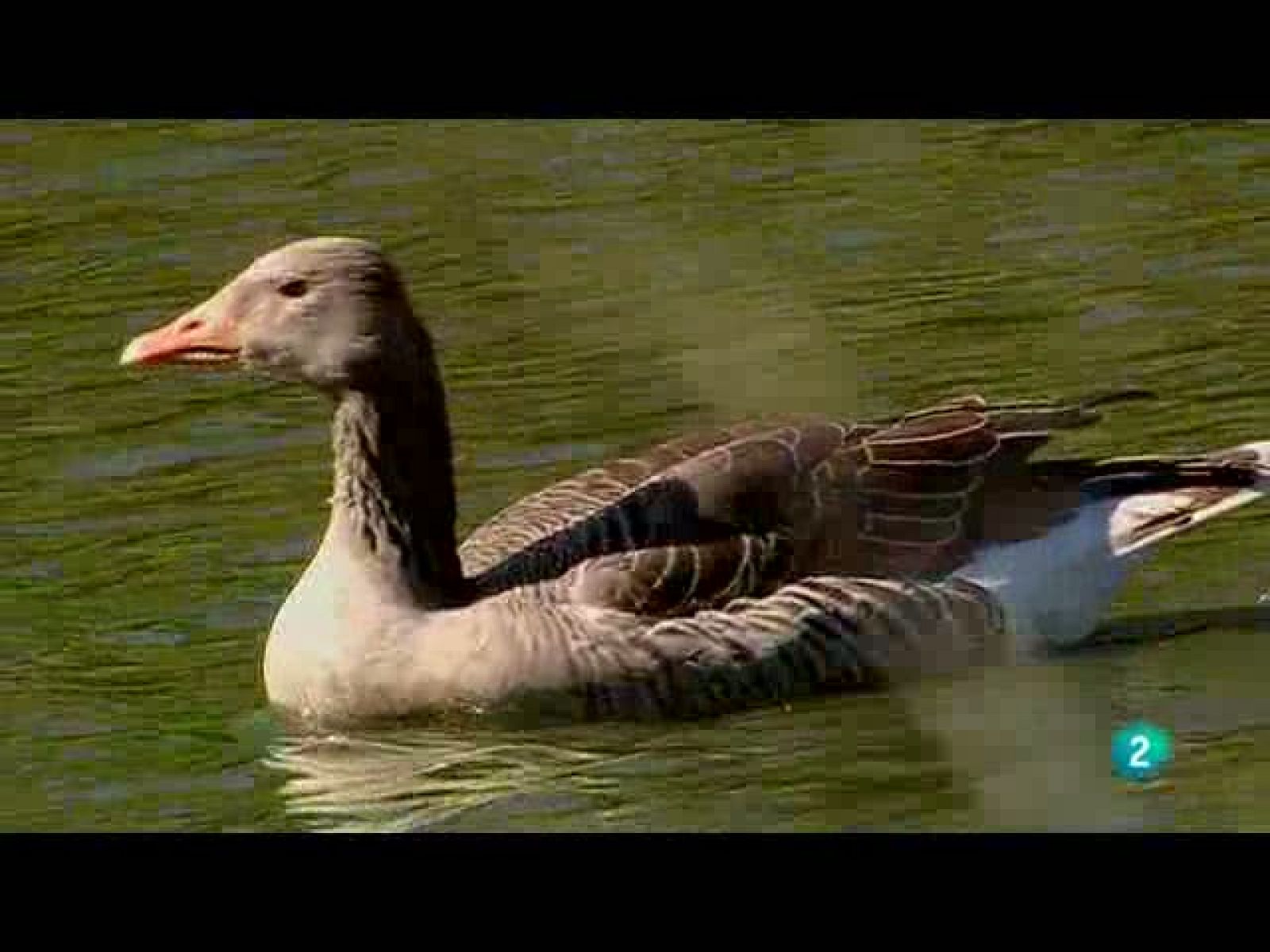 Biodiario - Atleta del viento - Biodiario | Ver