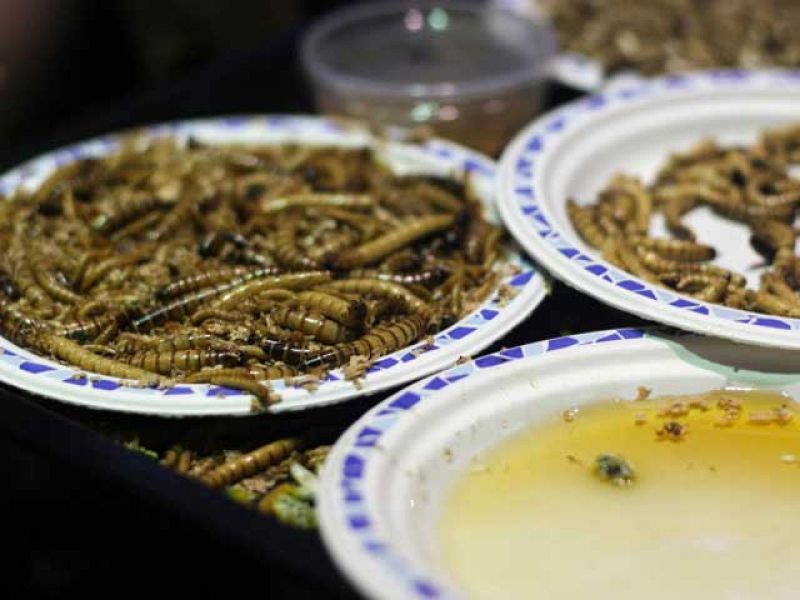  Insectos en la dieta