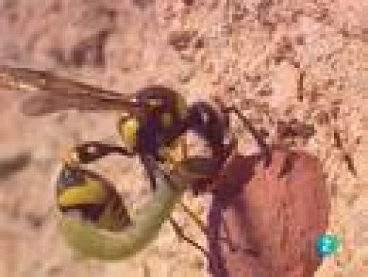  - Un mundo en miniatura