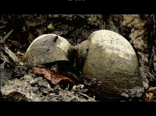 La 2 Noticias - Las invasiones biológicas