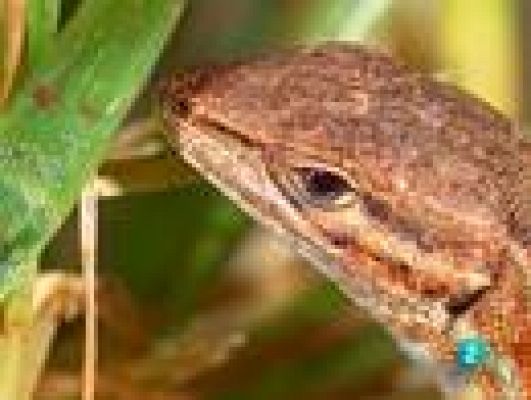  - Una selva en el jardín 