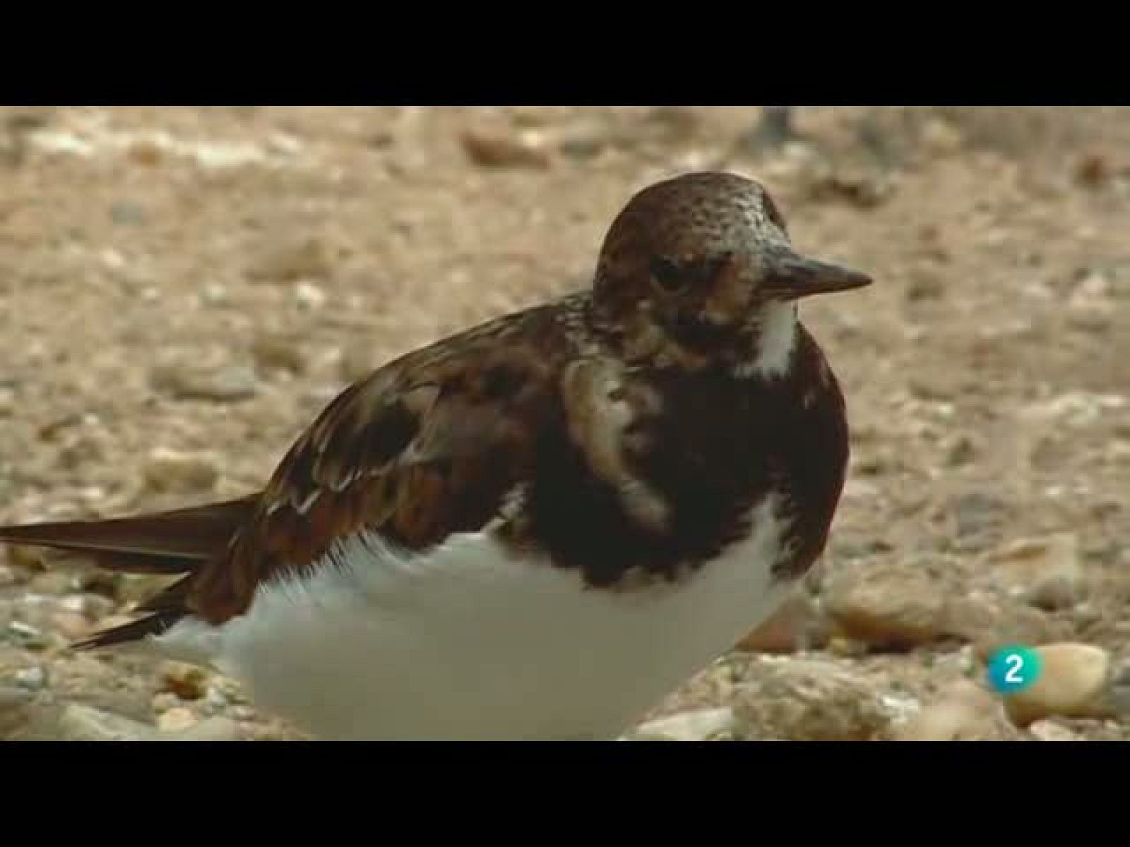 Biodiario - Su nombre no es por casualidad - Biodiario | Ver