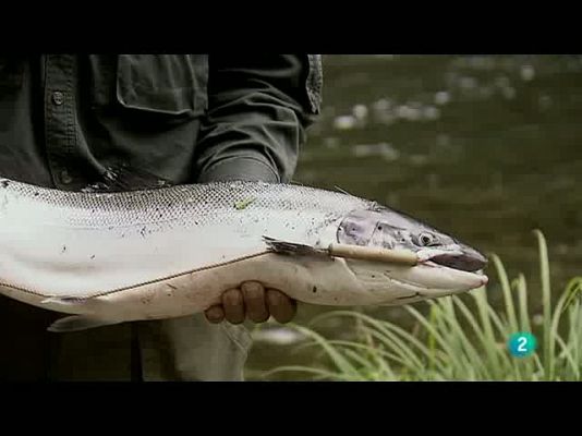 Biodiario - Pez ágil, gran cazador de moscas