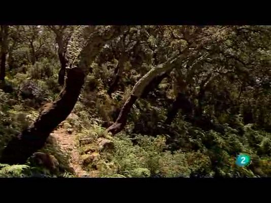 Biodiario - La última selva de Europa