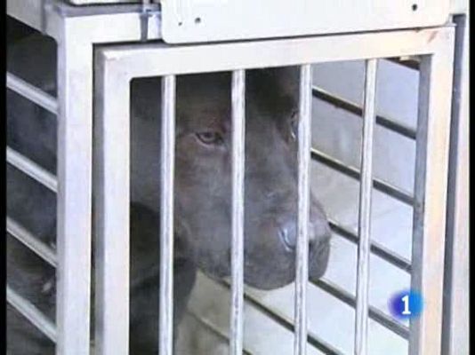  - Ataque mortal de dos rottweiller