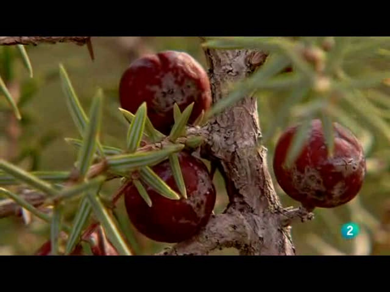Biodiario - Nobleza vegetal - Biodiario | Ver