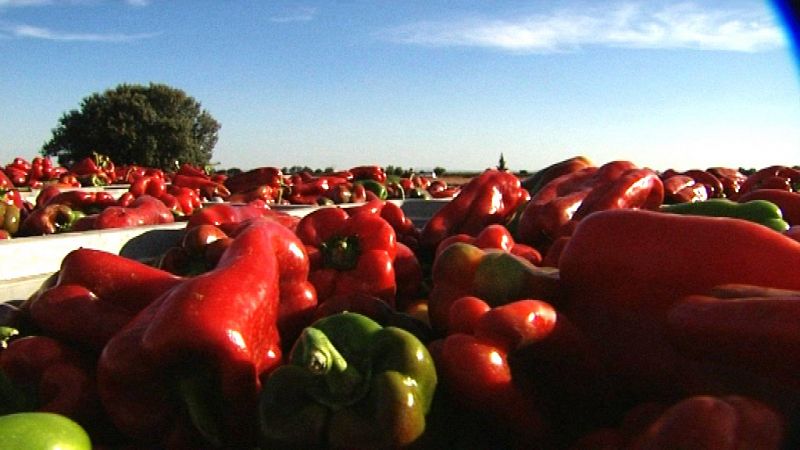 El escarabajo verde - Lo que vale un pimiento