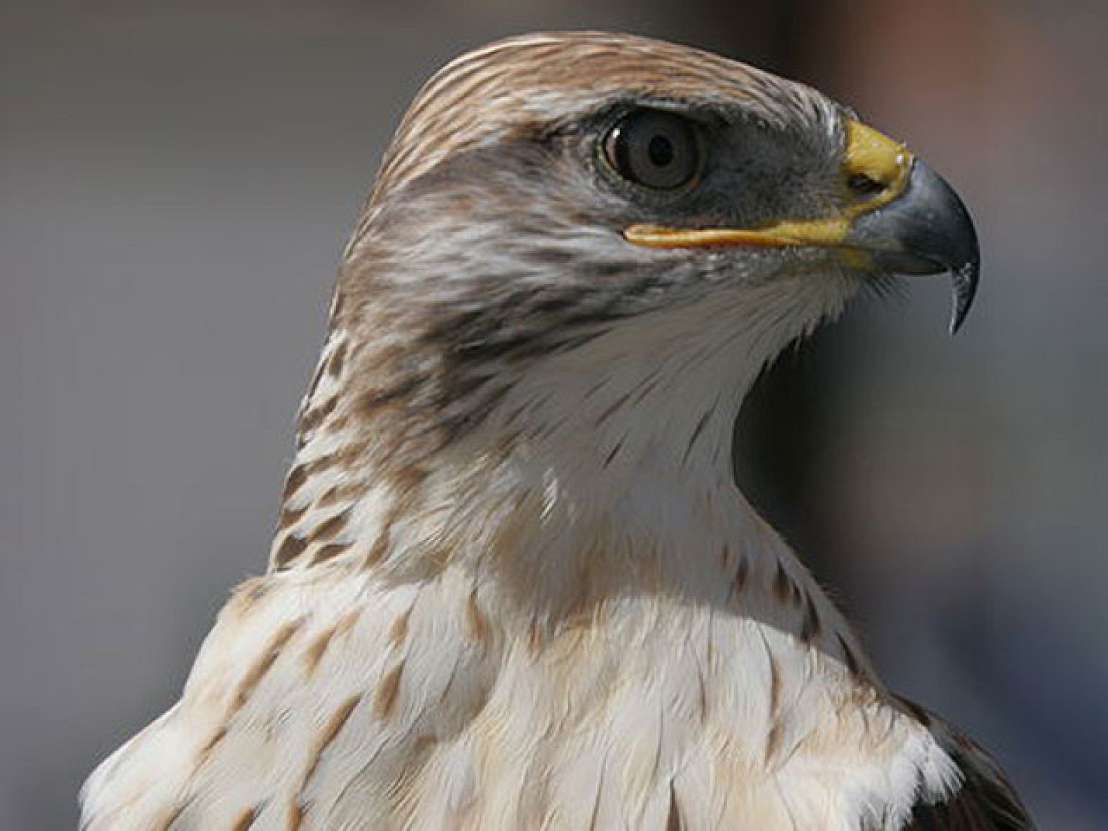 La cetrería se ha convertido en una forma de control  del medio ambiente | Ver