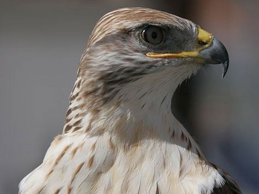  - La cetrería ayuda al medio ambiente