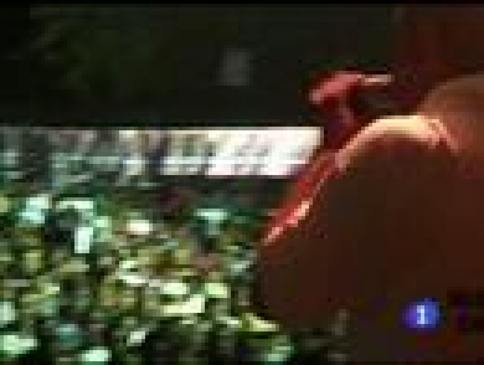 Haití se preparpa para las elecciones con cientos de muertes por el cólera