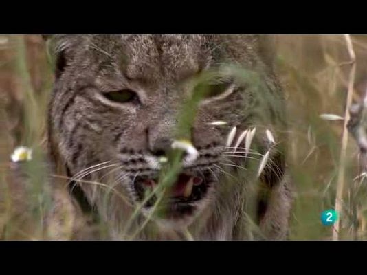 Biodiario - Felino irrepetible