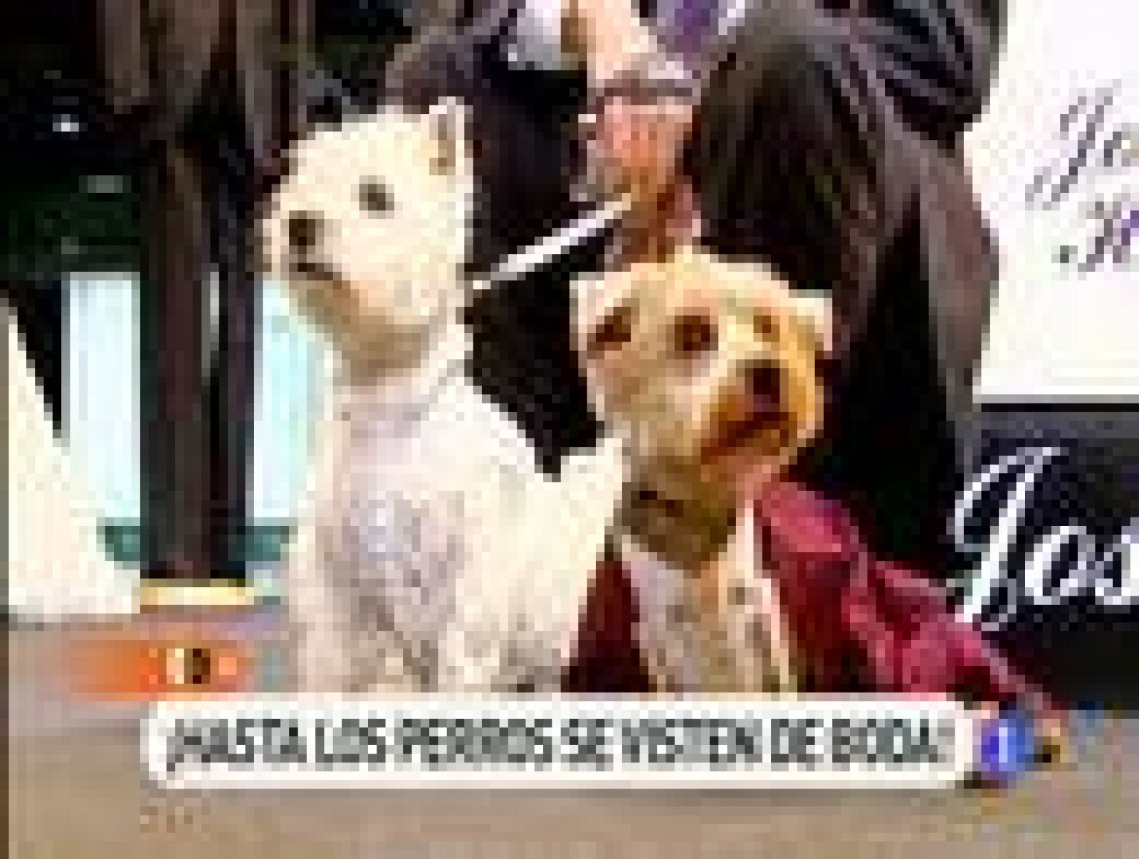 España Directo: Blanca y radiante va la mascota | RTVE Play