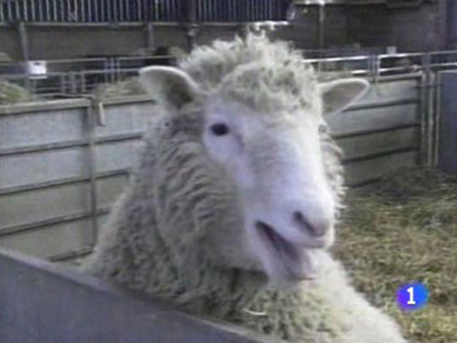 ¿Te acuerdas?: La oveja Dolly | RTVE Play