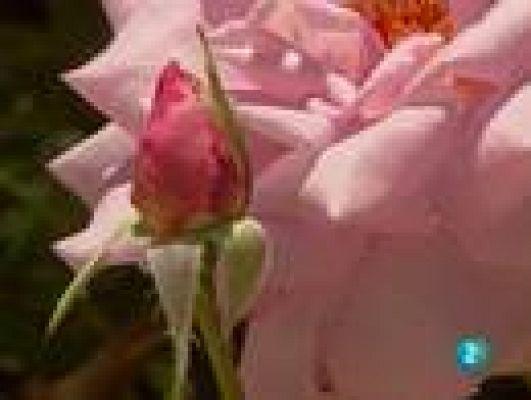  - Vivir entre flores