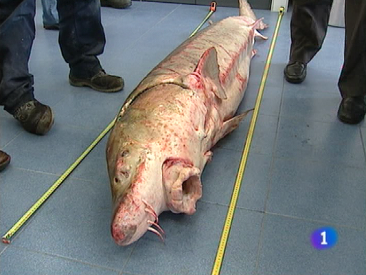 Panorama Regional - Panorama regional - 26/11/10