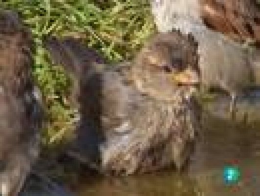  - Extraños inquilinos