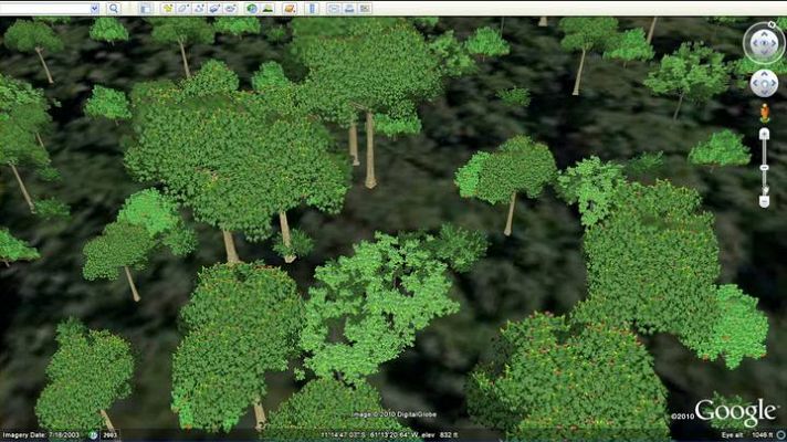 Un paseo entre los árboles con Google Earth