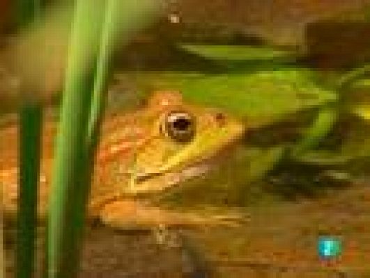  - El jardín viviente 1