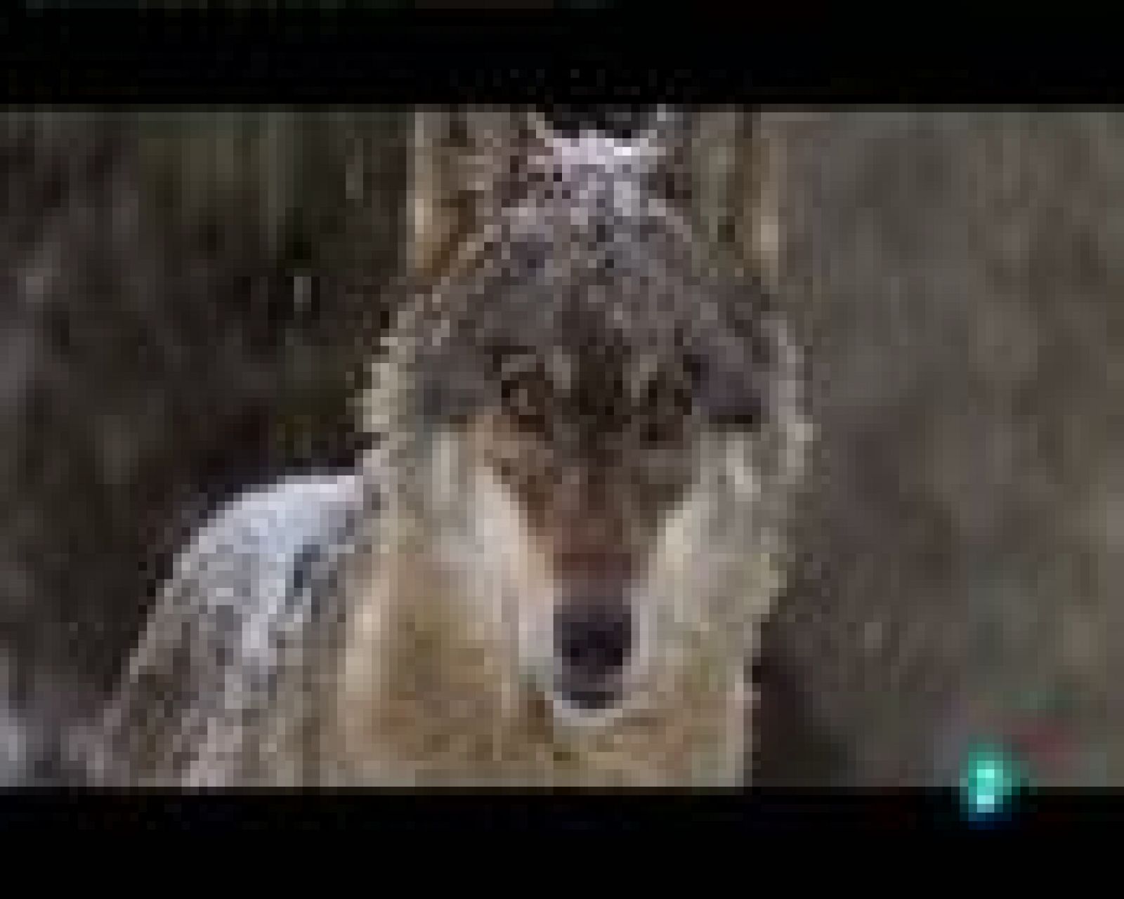 "EntreLobos" de Gerardo Olivares