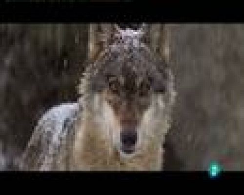 Continuarà... - "EntreLobos" de Gerardo Olivares