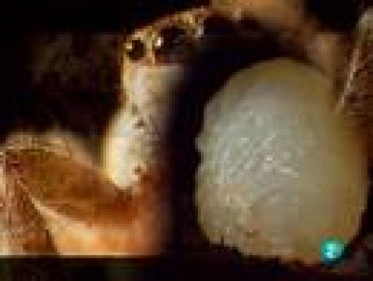  - El mundo acuático 2