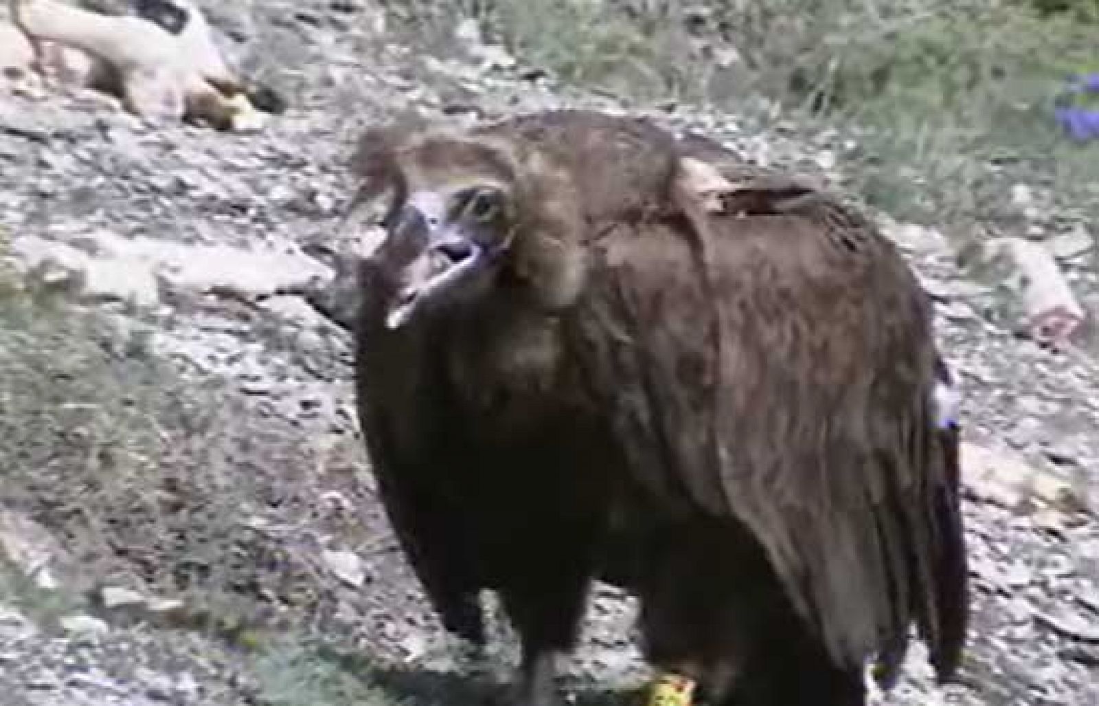 El Quebrantahuesos se extiende en los Pirineos