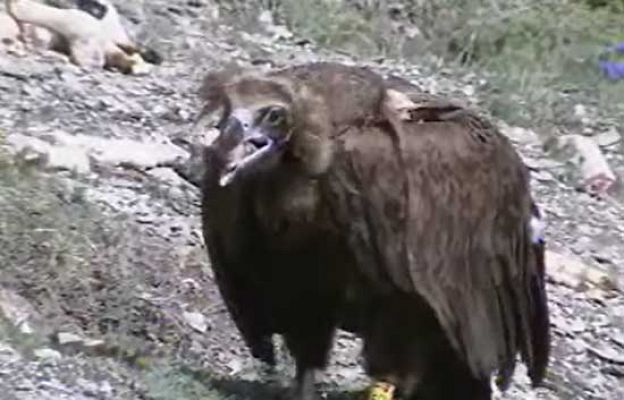 El Quebrantahuesos toma el Pirineo