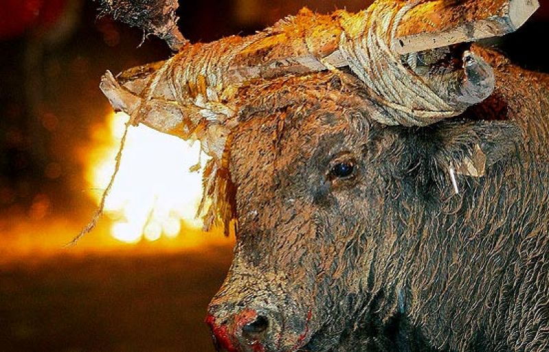  La localidad soriana de Medinaceli ha celebrado la fiesta del Toro Júbilo, único toro embolado de la Comunidad declarado festejo taurino popular, al que este año también ha rodeado la polémica por las protestas contra el festejo .
